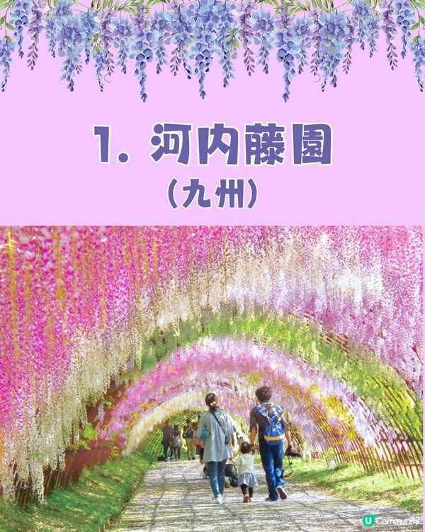 日本全國紫藤花觀賞地9選💜樹齡850年😳國家指定天然紀念物💯