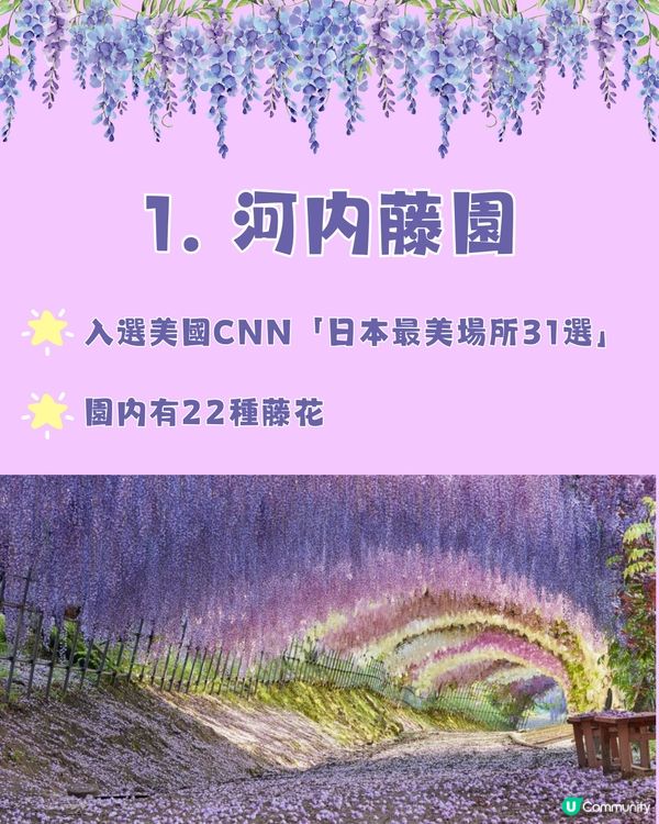 日本全國紫藤花觀賞地9選💜樹齡850年😳國家指定天然紀念物💯