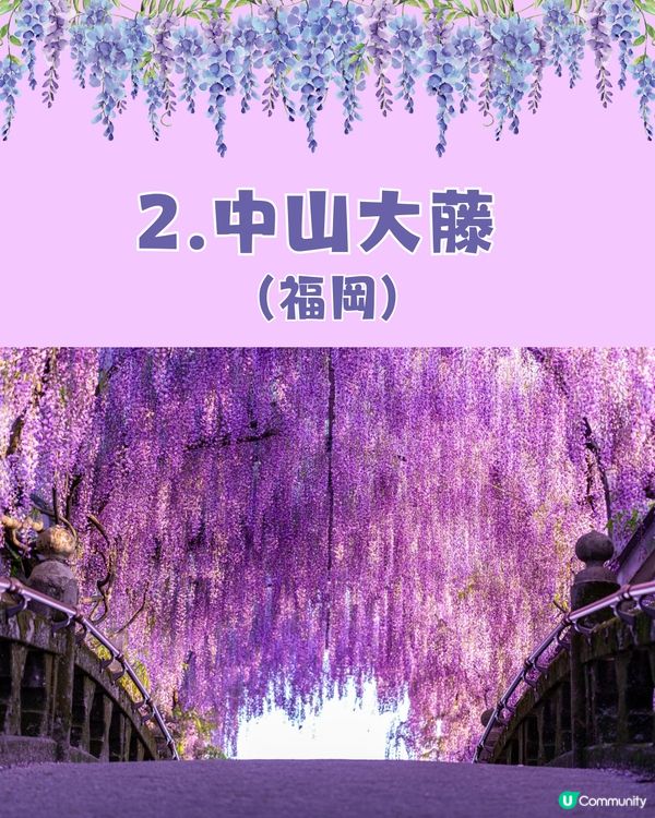 日本全國紫藤花觀賞地9選💜樹齡850年😳國家指定天然紀念物💯