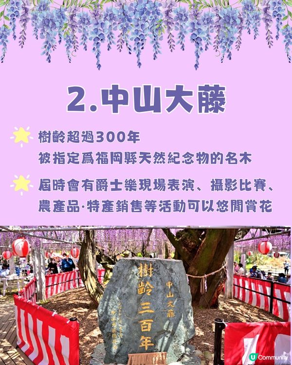 日本全國紫藤花觀賞地9選💜樹齡850年😳國家指定天然紀念物💯