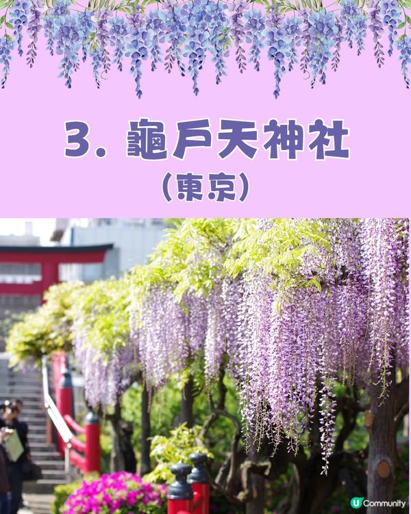 日本全國紫藤花觀賞地9選💜樹齡850年😳國家指定天然紀念物💯