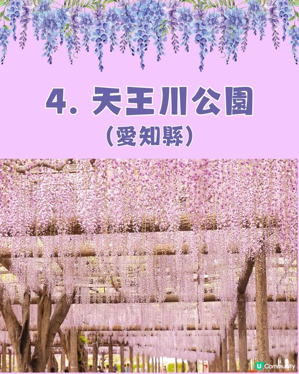 日本全國紫藤花觀賞地9選💜樹齡850年😳國家指定天然紀念物💯