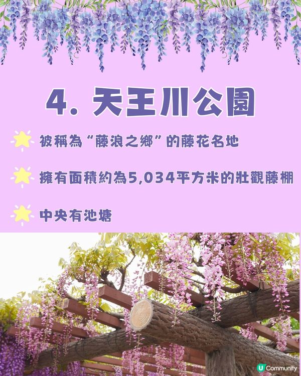 日本全國紫藤花觀賞地9選💜樹齡850年😳國家指定天然紀念物💯
