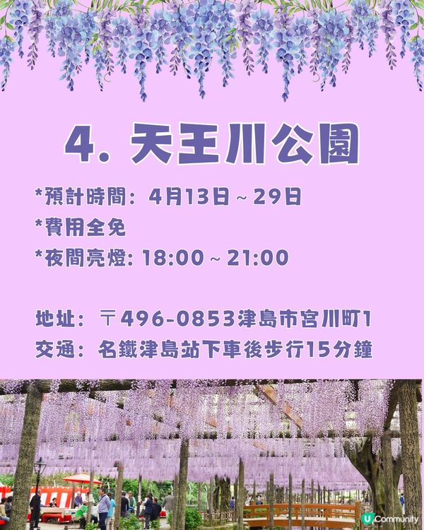日本全國紫藤花觀賞地9選💜樹齡850年😳國家指定天然紀念物💯