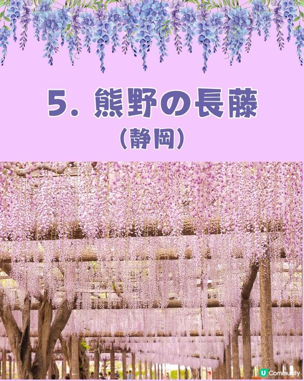 日本全國紫藤花觀賞地9選💜樹齡850年😳國家指定天然紀念物💯