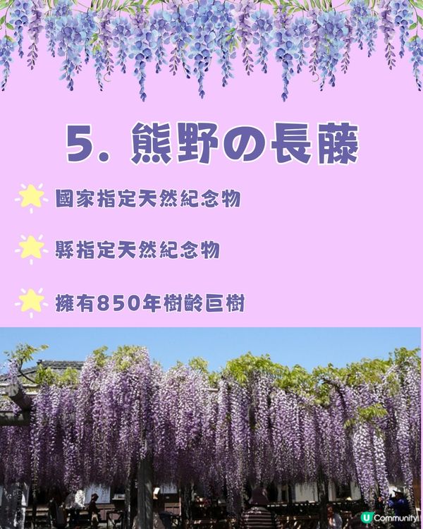 日本全國紫藤花觀賞地9選💜樹齡850年😳國家指定天然紀念物💯