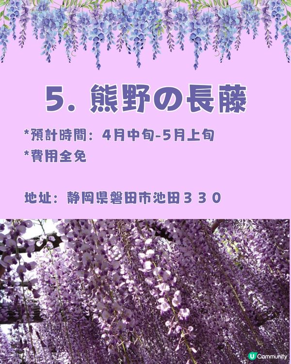 日本全國紫藤花觀賞地9選💜樹齡850年😳國家指定天然紀念物💯
