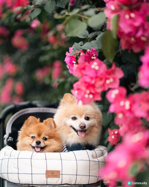 全部都係花 ｜ 簕杜鵑花季節