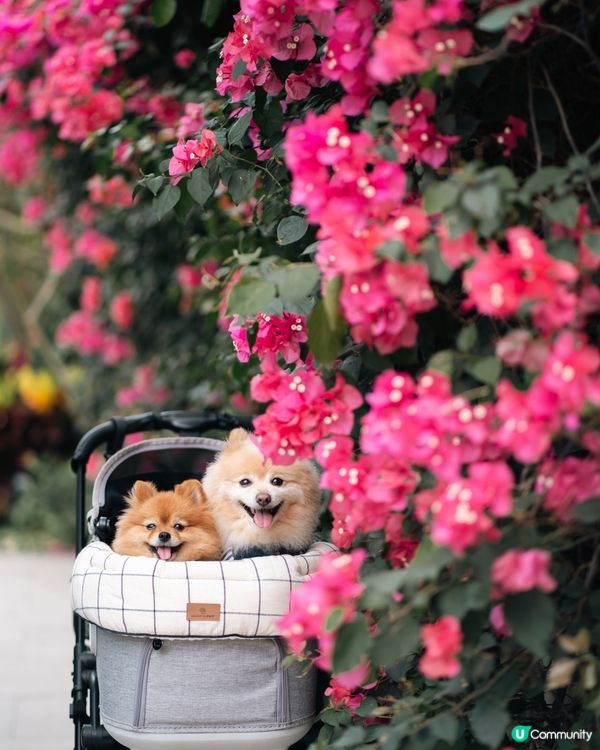 全部都係花 ｜ 簕杜鵑花季節