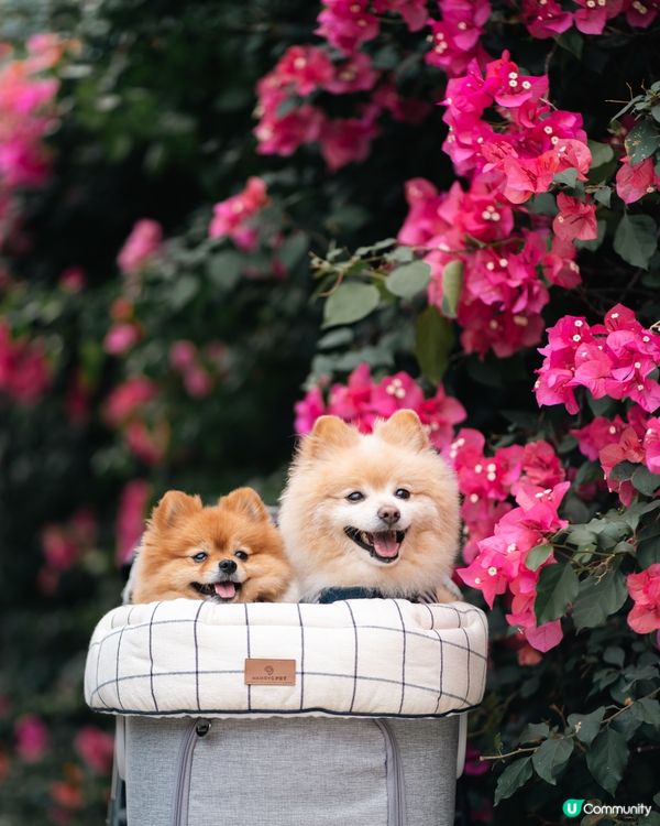 全部都係花 ｜ 簕杜鵑花季節