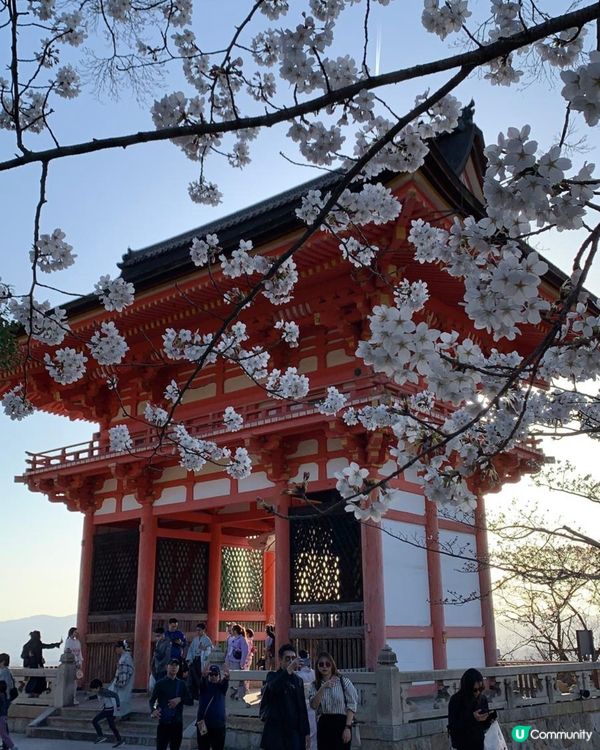 日本之行🌸賞櫻地標～京都清水寺