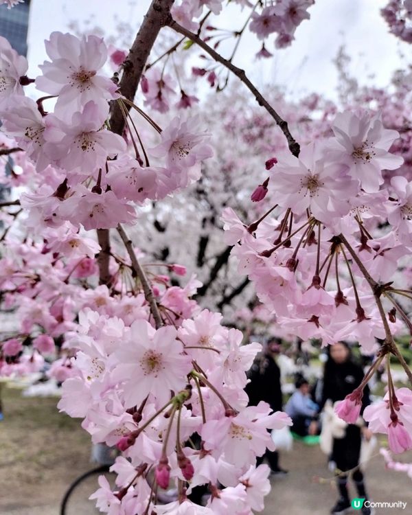 日本之行🌸賞櫻地標～京都清水寺