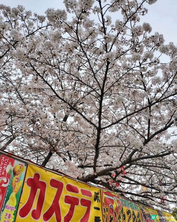 日本之行🌸賞櫻地標～京都清水寺
