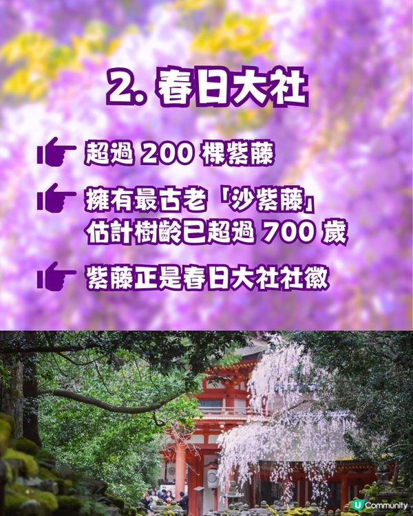 夢幻紫藤花御守合集💜呢款仲拎過設計獎😳‼️附詳細地址