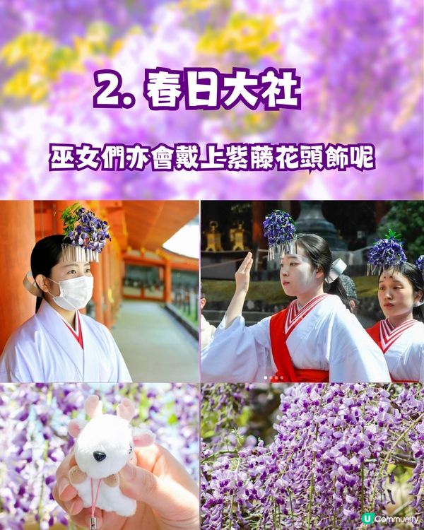 夢幻紫藤花御守合集💜呢款仲拎過設計獎😳‼️附詳細地址