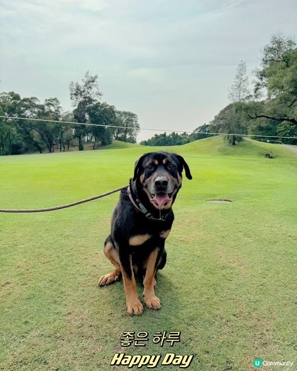 粉嶺哥爾夫球場狗狗打卡熱點