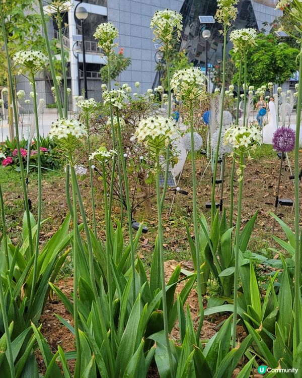 伯利恆之星 花朵