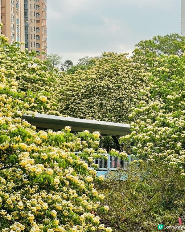 魚木樹繁花盛放 精選全港花海打卡位