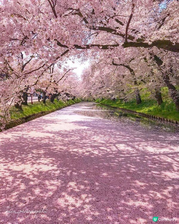 日本青森春日賞花 弘前城賞櫻+蘋果花祭