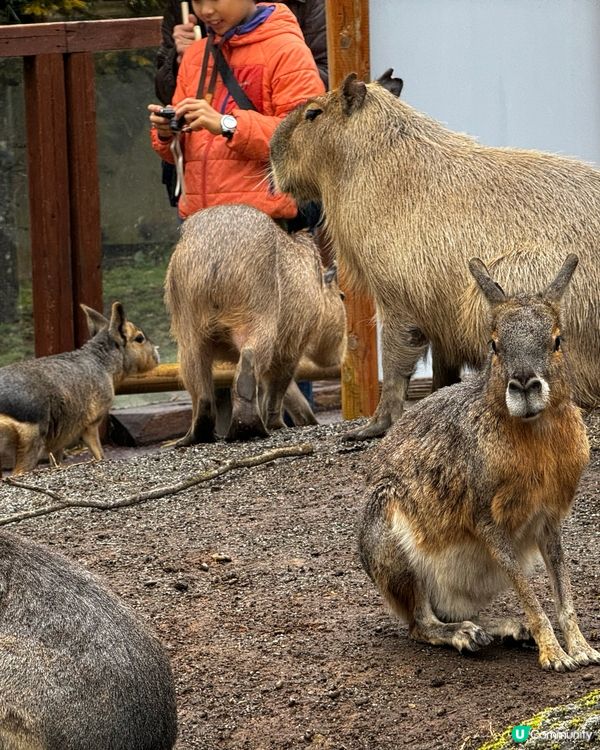 Fuji Safari Park 野生動物園