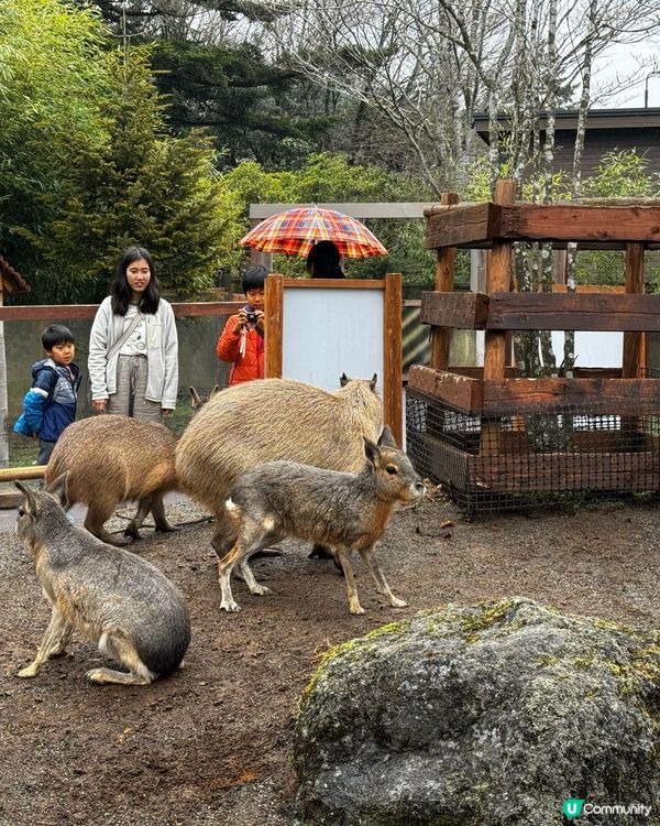 Fuji Safari Park 野生動物園