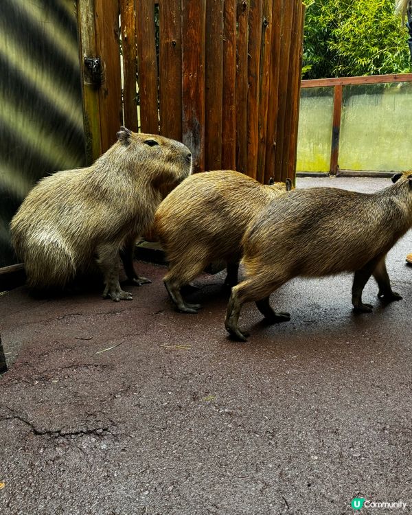 Fuji Safari Park 野生動物園