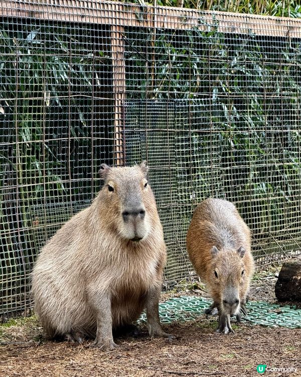 Fuji Safari Park 野生動物園