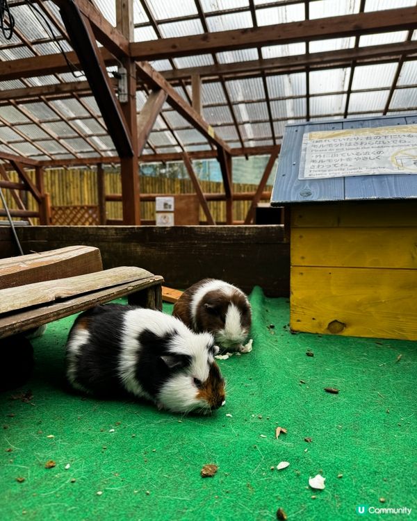 Fuji Safari Park 野生動物園