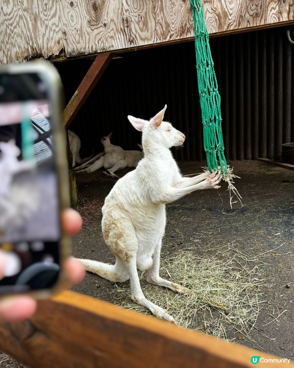 Fuji Safari Park 野生動物園