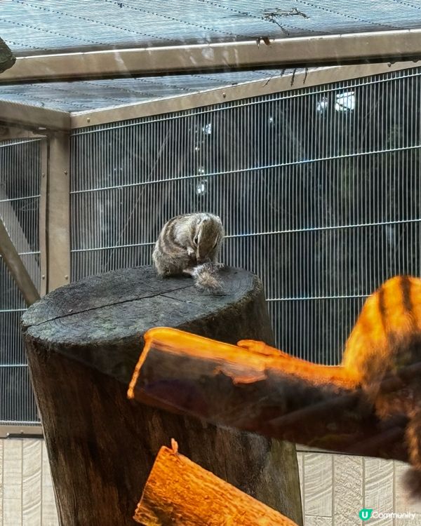 Fuji Safari Park 野生動物園