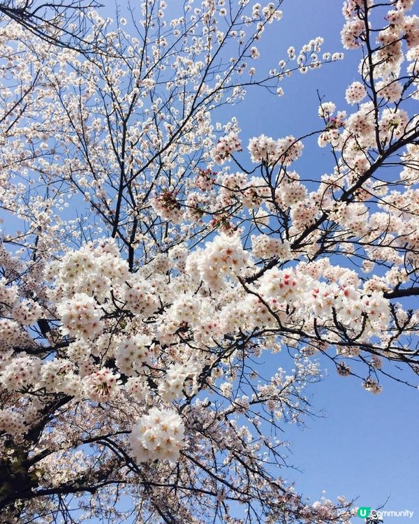 櫻吹雪，風雨過後