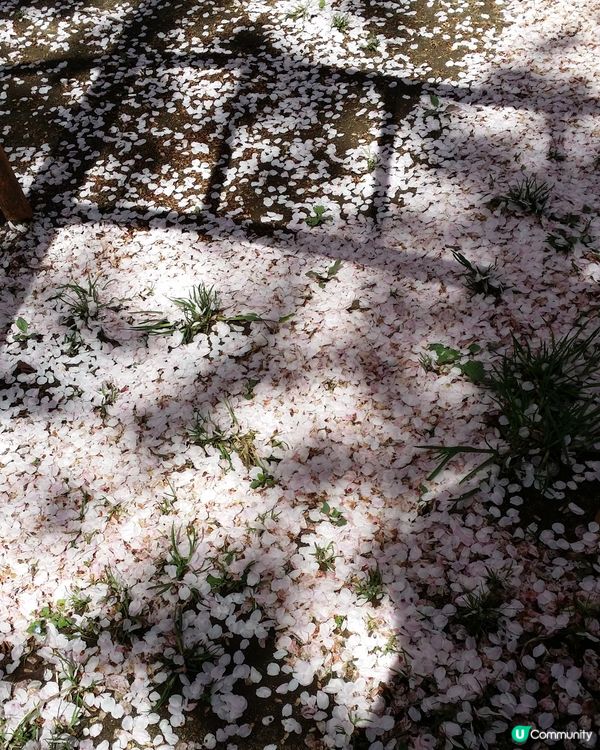 櫻吹雪，風雨過後