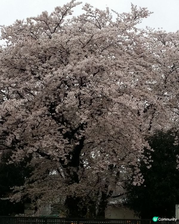 櫻吹雪，風雨過後