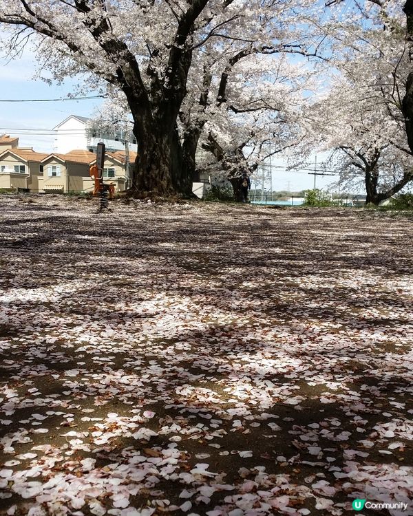 櫻吹雪，風雨過後