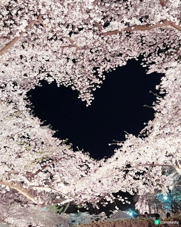 心形櫻花