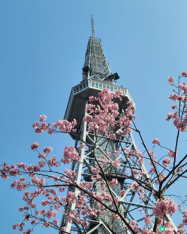 小眾景點：名古屋電視塔前的櫻花🌸