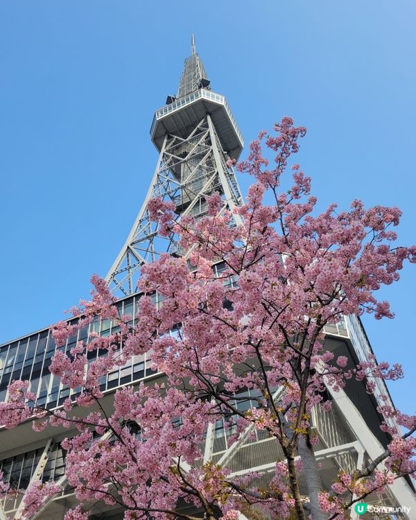 小眾景點：名古屋電視塔前的櫻花🌸