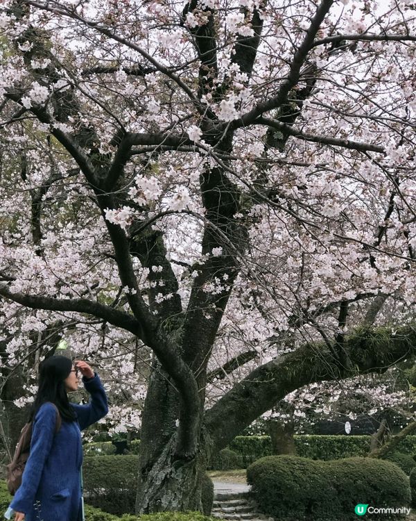 京都賞櫻賞楓名所-石清水八幡宮詳盡攻略