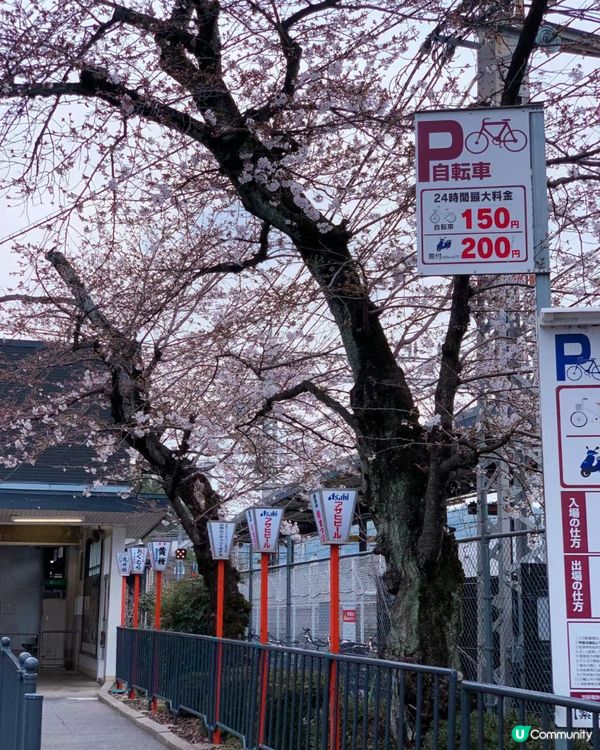 京都賞櫻賞楓名所-石清水八幡宮詳盡攻略