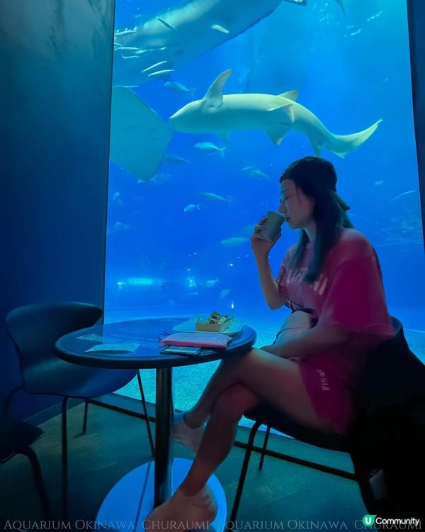 沖繩美麗海水族館 Okinawa Churaumi Aquarium