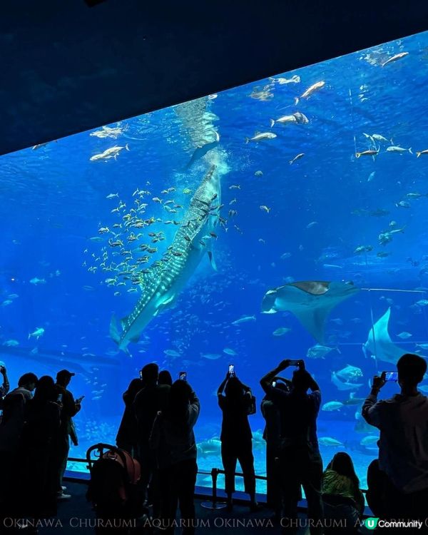沖繩美麗海水族館 Okinawa Churaumi Aquarium