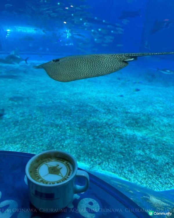 沖繩美麗海水族館 Okinawa Churaumi Aquarium
