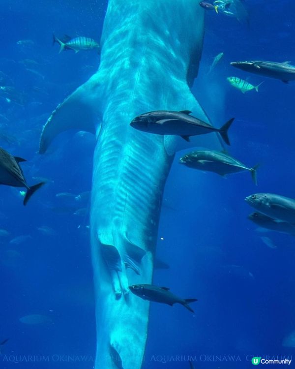 沖繩美麗海水族館 Okinawa Churaumi Aquarium