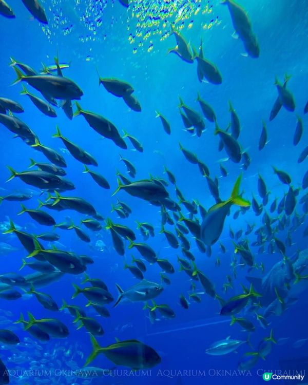 沖繩美麗海水族館 Okinawa Churaumi Aquarium