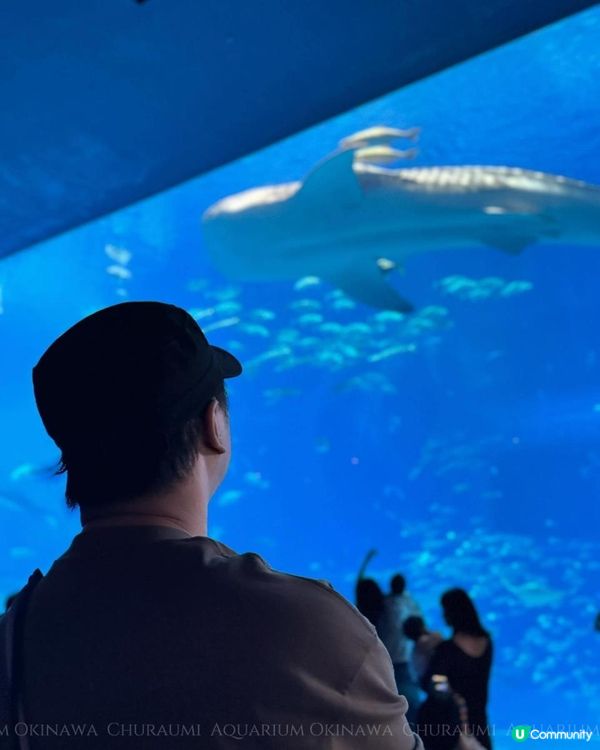 沖繩美麗海水族館 Okinawa Churaumi Aquarium
