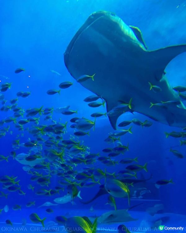 沖繩美麗海水族館 Okinawa Churaumi Aquarium