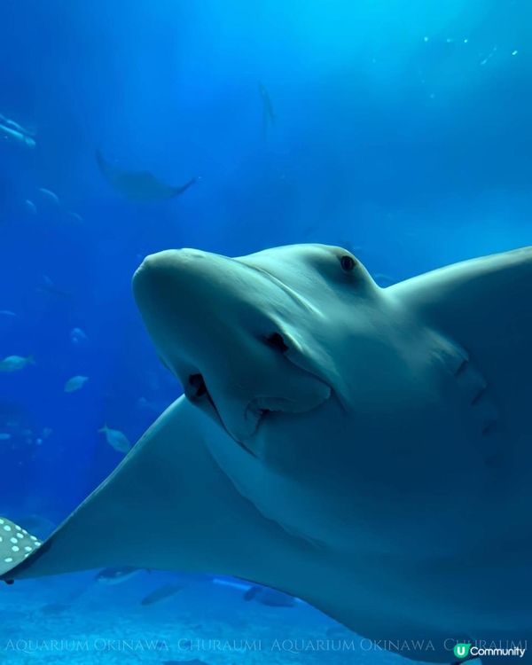 沖繩美麗海水族館 Okinawa Churaumi Aquarium