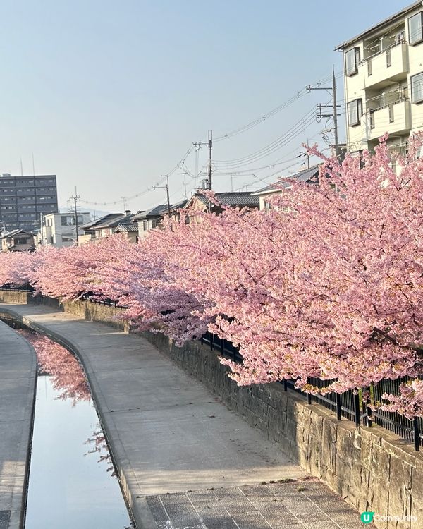 大阪自由行2024～京都