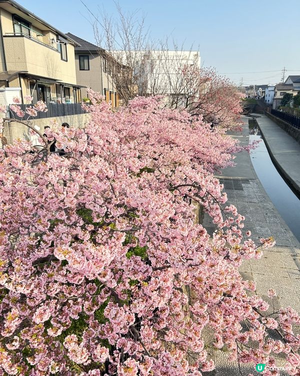 大阪自由行2024～京都