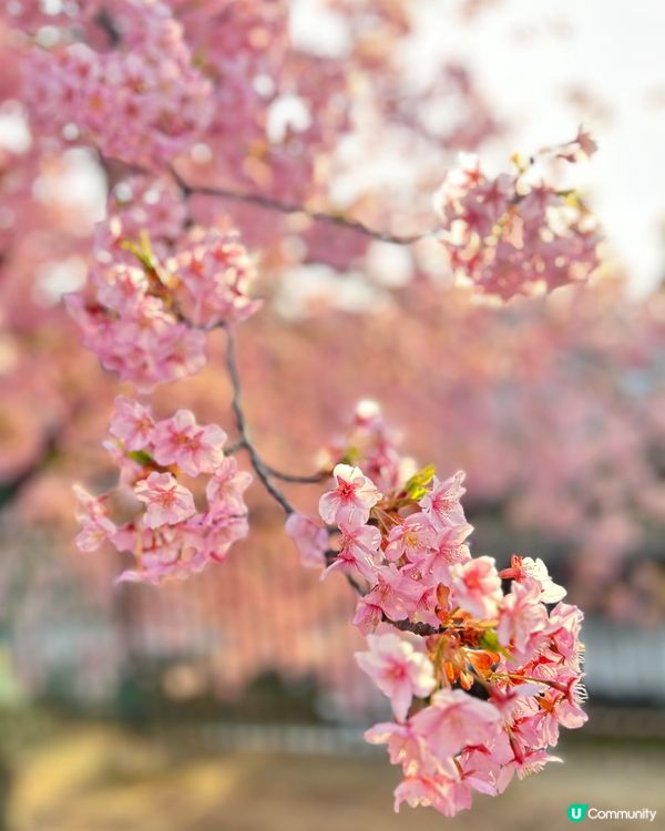 大阪自由行2024～京都